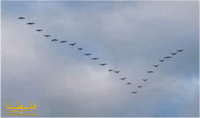 طيور تثير الرعب في اسرائيل وتجبر الطائرات الحربية للتحليق