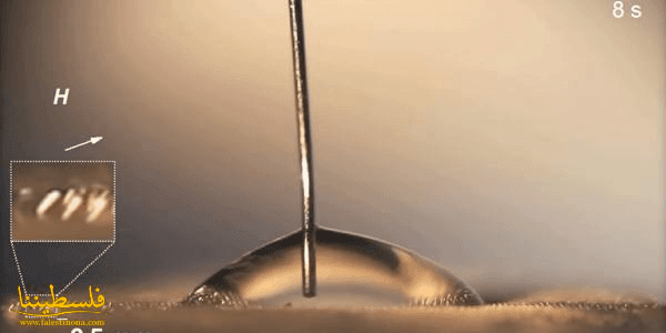 MIT تبتكر شعرة مكروية مغناطيسية جعلت الماء يتحدى الجاذبية