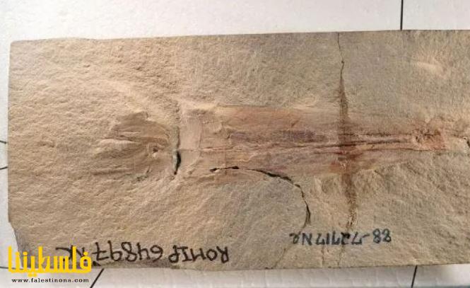أحفورة عمرها 328 مليون سنة تكشف "أول أخطبوط ...