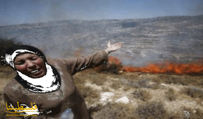 مستوطنون يحرقون 400 شجرة زيتون في قرية الجبهة في بيت لحم