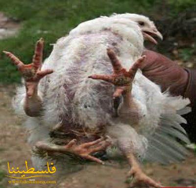 دجاجه بأربعة أرجل تثير الجدل في فلسطين