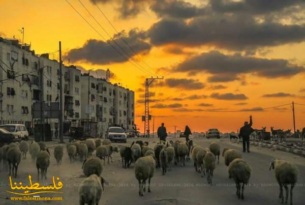شاهد أعماله..مصور فلسطيني يحظى بالمرتبة الأولى في مسابقة لقناة ناشيونال جيوغرافيك
