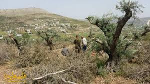 مستوطنون يكسرون 50 شتلة زيتون في الخضر غرب بيت لحم