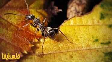 دراسة لا تصدق.. نملة قادرة على اكتشاف الأورا...