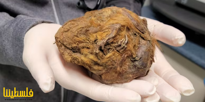 كرة فراء متجمدة تكشف عن حيوان عمره 30 ألف عام شمال كندا