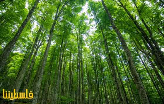 علماء يرصدون شجرة في البرازيل كان يُعتقد أنها انقرضت منذ 185 ع...