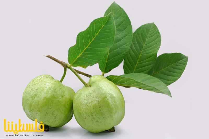 أوراق الجوافة قد تفعل العجائب بصحتك