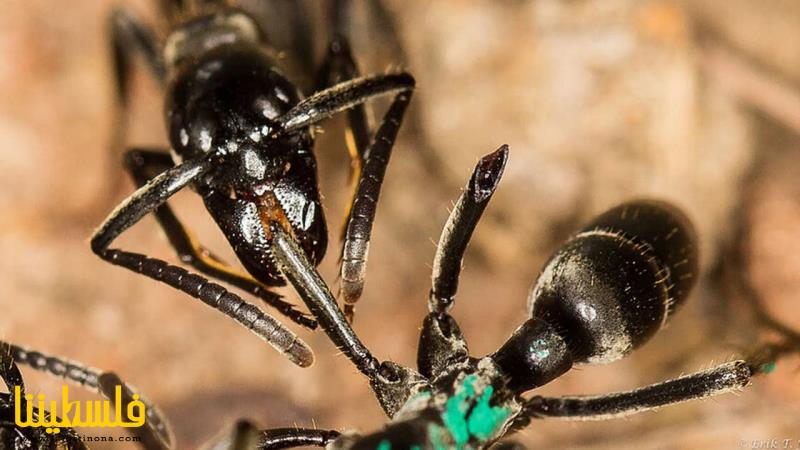 النمل ينتج مضادات حيوية تعالج جروحا قاتلة