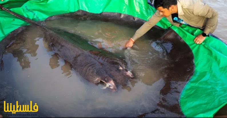 أكبر أسماك المياه العذبة بالعالم في كمبوديا