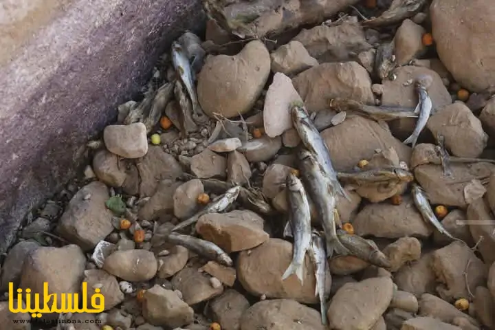 الاحتلال يفقأ "عين العوجا"