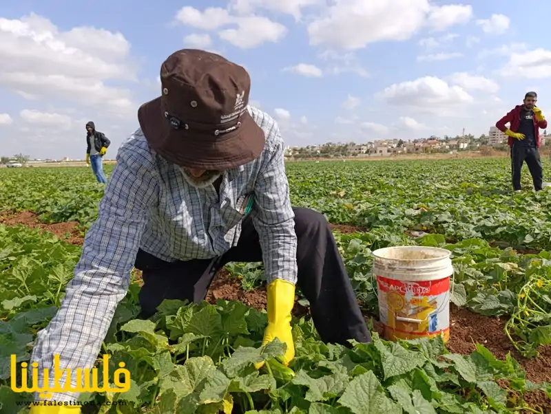 خيار صعب في سهول جنين